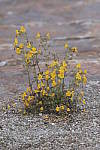 Click to see Y_MG_0101-BETA.JPG