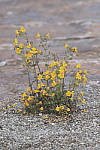 Click to see Y_MG_0101-RAW-BETA.JPG