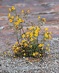 Click to see Y_MG_0101-RAW-MOD-BETA.JPG