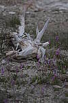 Click to see Y_MG_0110-BETA.JPG