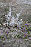 Click to see Y_MG_0110-RAW-BETA.JPG