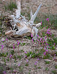 Click to see Y_MG_0110-RAW-MOD-BETA.JPG