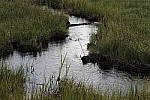 Click to see Y_MG_0124-BETA.JPG