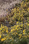 Click to see Y_MG_0198-BETA.JPG