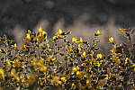 Click to see Y_MG_0202-BETA.JPG