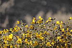 Click to see Y_MG_0206-BETA.JPG