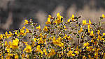 Click to see Y_MG_0206-MOD-BETA.JPG
