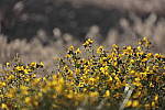 Click to see Y_MG_0210-BETA.JPG