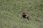 Click to see Y_MG_0482-BETA.JPG