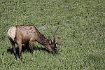 Click to see Y_MG_0500-BETA.JPG