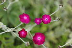 Click to see Y_MG_0788.JPG