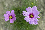 Click to see Y_MG_0793-MOD.JPG