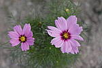Click to see Y_MG_0793.JPG