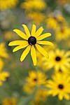Click to see Y_MG_0807.JPG