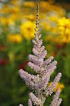 Click to see Y_MG_0840.JPG