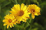 Click to see Y_MG_0857.JPG