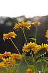 Click to see Y_MG_0865.JPG