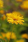 Click to see Y_MG_0906.JPG
