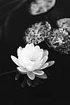 Click to see Y_MG_0974-MOD.JPG