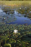 Click to see Y_MG_1033.JPG