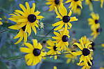 Click to see Y_MG_1052.JPG