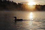 Click to see Y_MG_1061.JPG