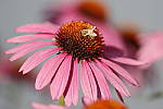 Click to see Y_MG_1168.JPG