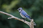 Click to see Y_MG_1242.JPG