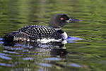 Click to see Y_MG_1455-MOD.JPG