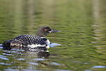 Click to see Y_MG_1455.JPG