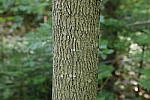 Click to see Y_MG_1544-ISO-1600.JPG