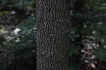 Click to see Y_MG_1547-ISO-100-MINUS-2EV.JPG
