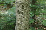 Click to see Y_MG_1549-ISO-800.JPG