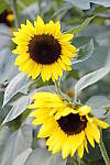 Click to see Y_MG_1557.JPG