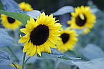 Click to see Y_MG_1570.JPG