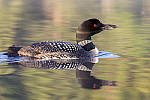 Click to see Y_MG_2028-MOD.JPG