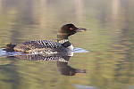 Click to see Y_MG_2028.JPG