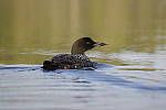Click to see Y_MG_2093.JPG