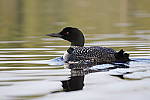 Click to see Y_MG_2110.JPG