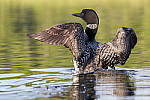 Click to see Y_MG_2215-MOD.JPG