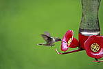 Click to see Y_MG_2317.JPG