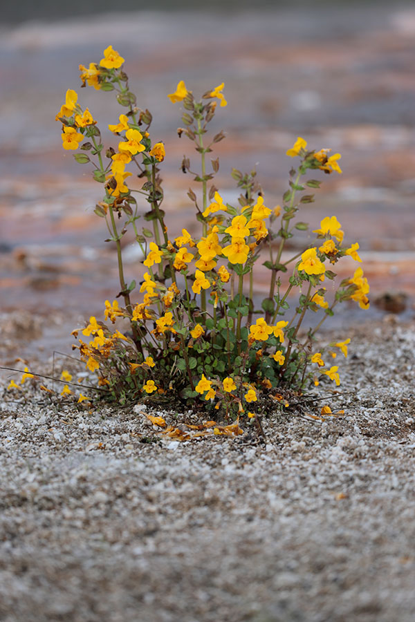 Canon 6D II Review: Hands On -- Gallery Image