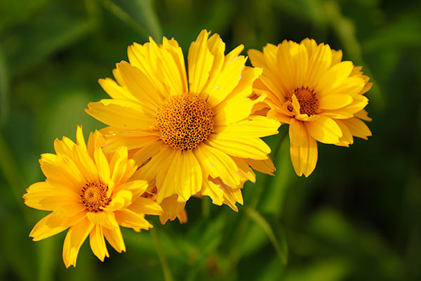 Canon 6D II Review: Field Test -- Gallery Image