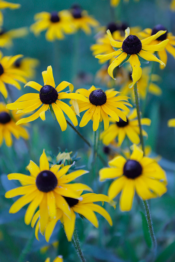 Canon 6D II Review: Field Test -- Gallery Image