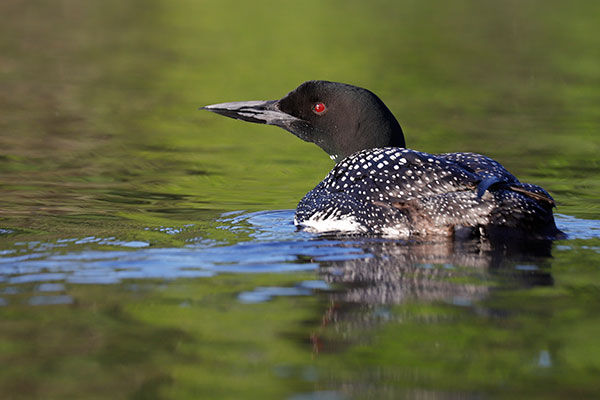 Canon 6D II Review: Field Test -- Gallery Image
