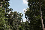 Click to see E70DPINE_ACRu250r05.JPG
