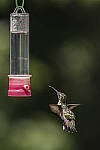 Click to see Y-canon-70d-HumBird.JPG