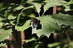 Click to see YIMG_1943.JPG