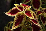 Click to see YIMG_2035-ALOoff.JPG