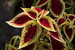 Click to see YIMG_2036-ALOlow.JPG